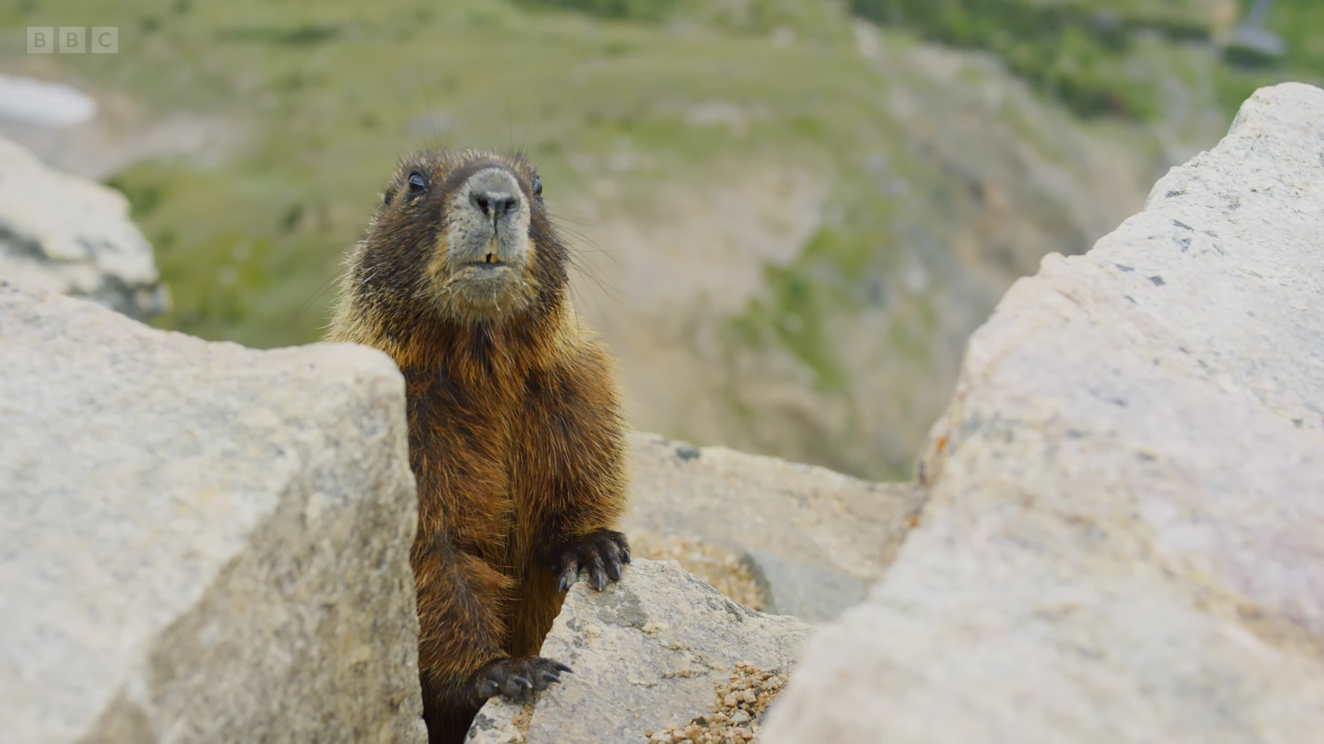 Yellow-bellied marmot (Marmota flaviventris) as shown in Planet Earth II - Mountains